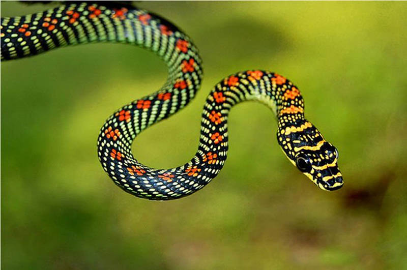 Hãy cẩn thận với giấc mơ thấy rắn có màu sắc lạ hay nhiều màu sắc